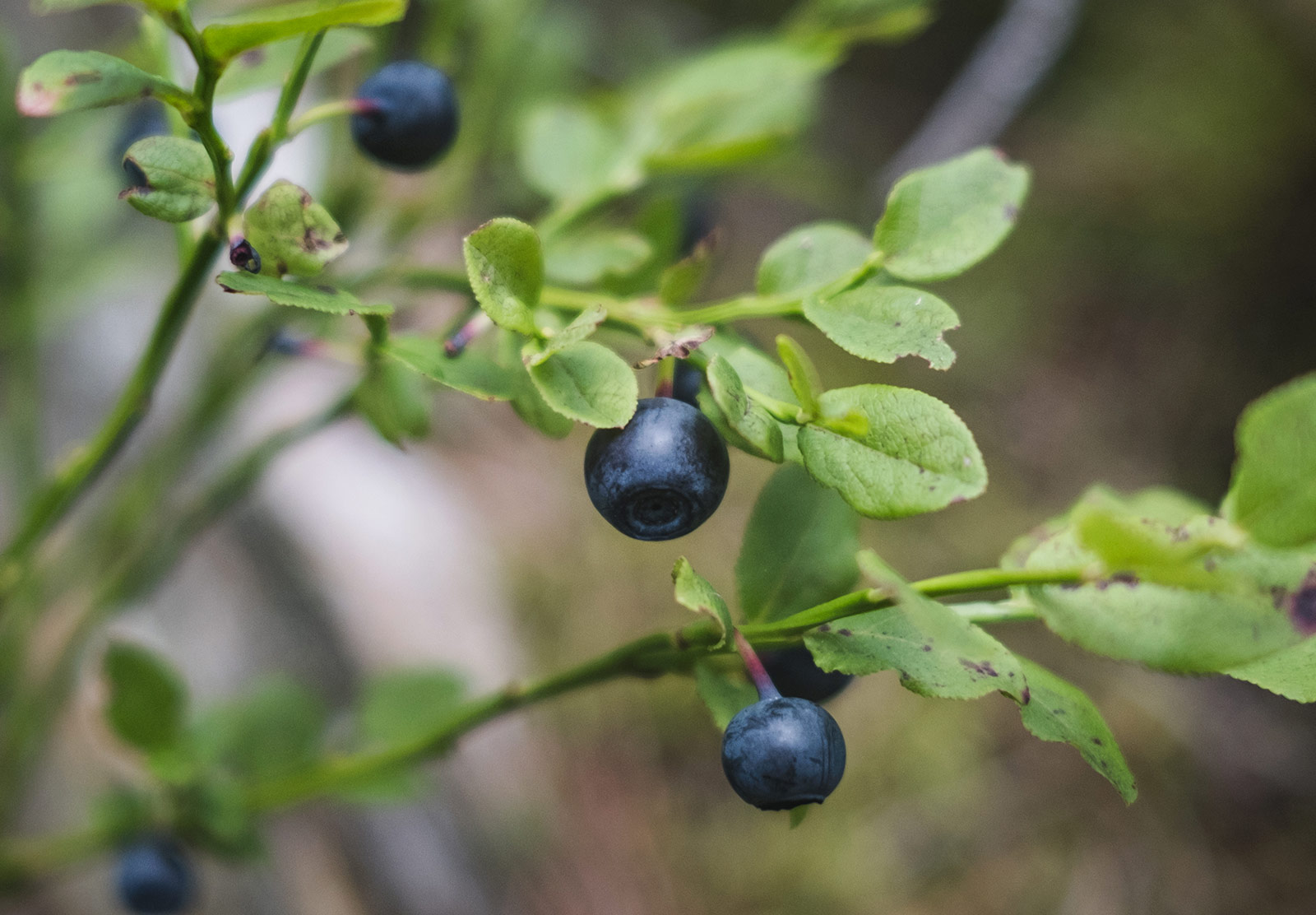 Closeup of plump blueberry