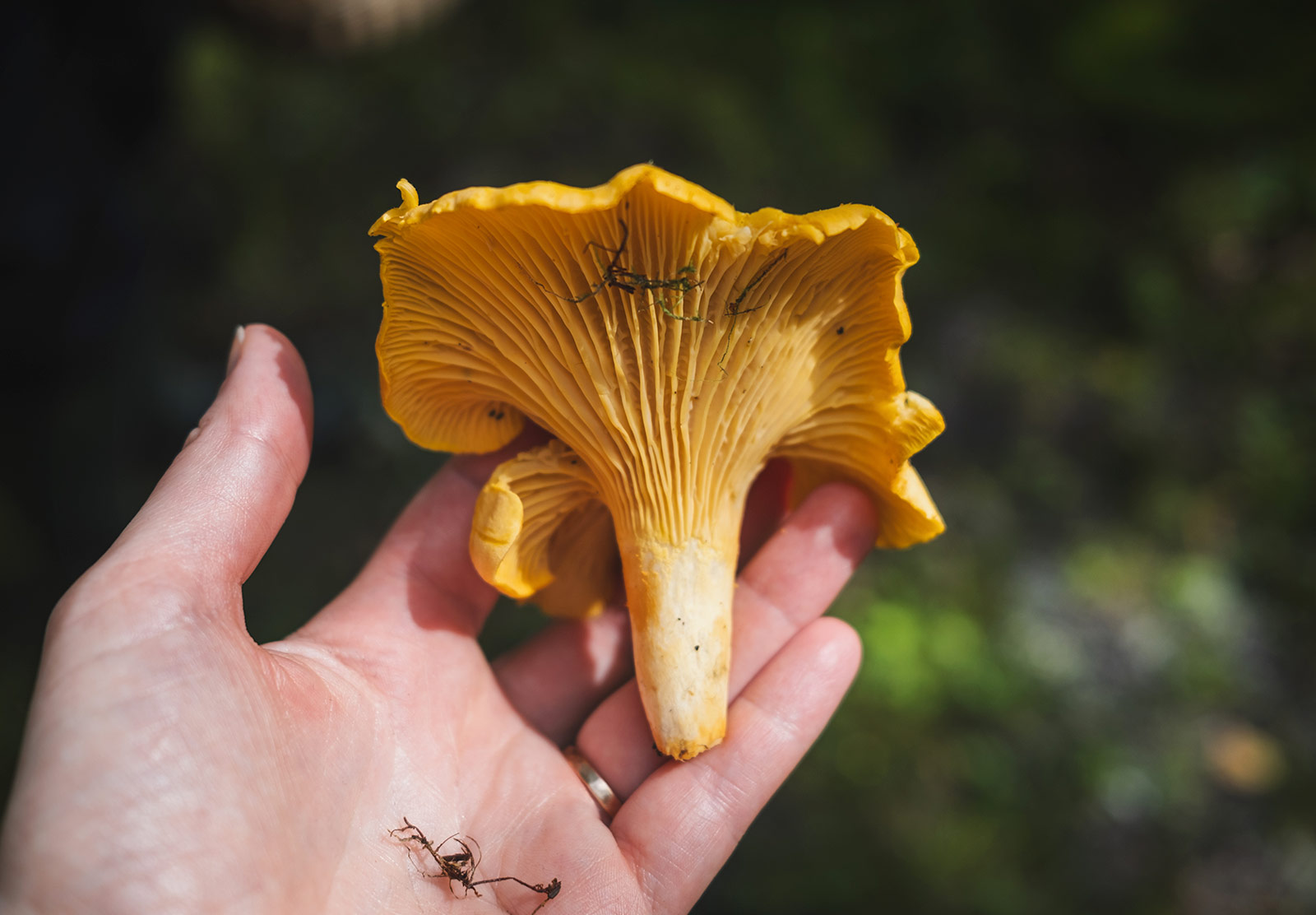Orange mushroom in hand