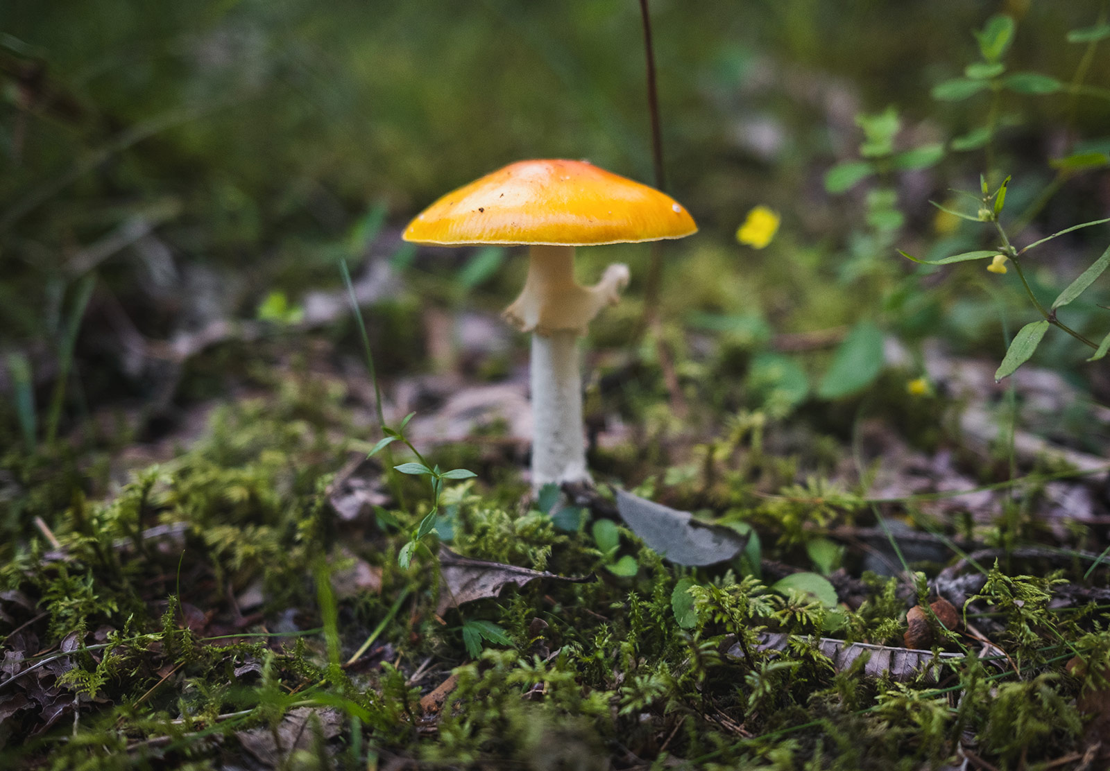 Mushroom growing up through moss