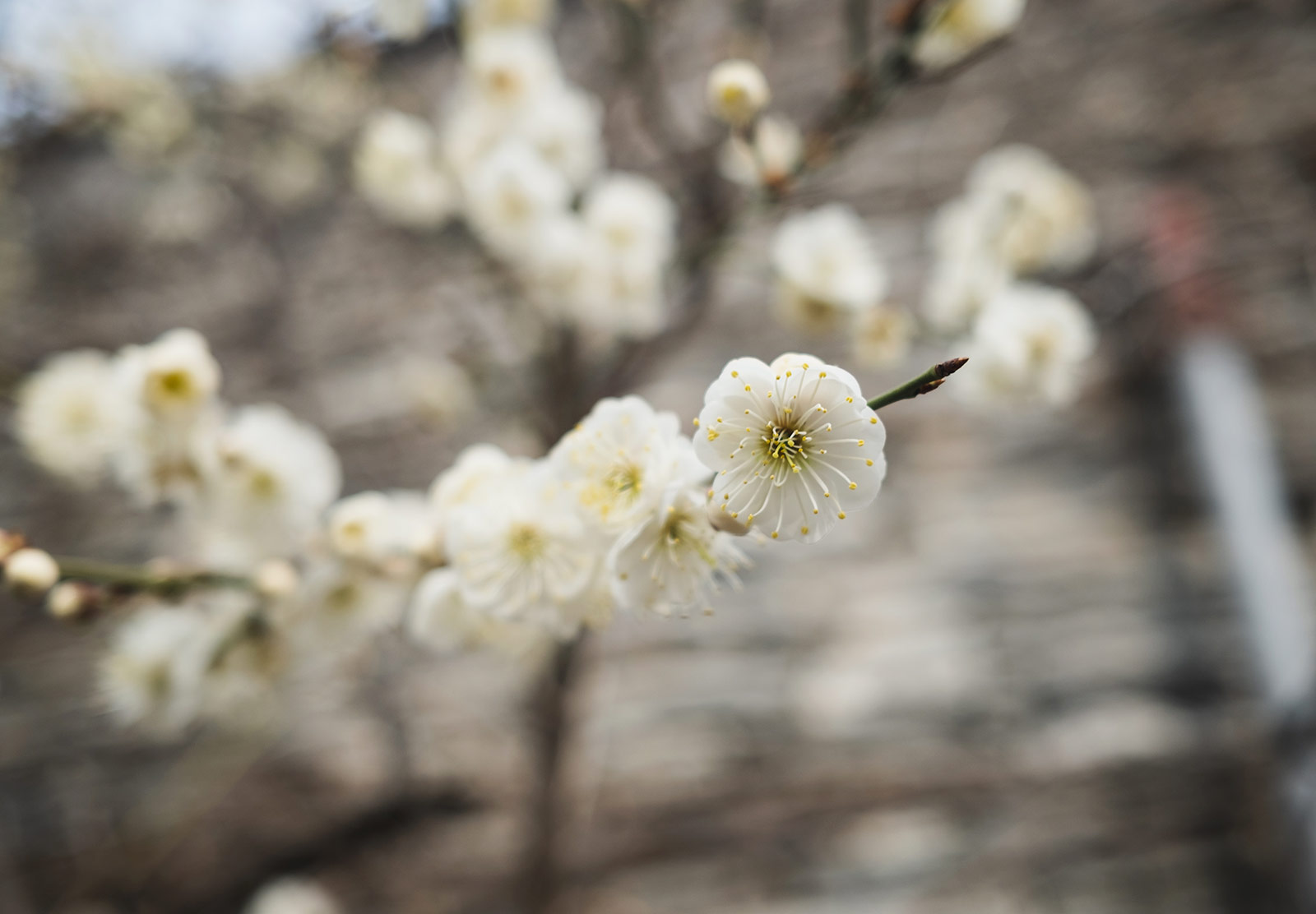 Branch of white blossom