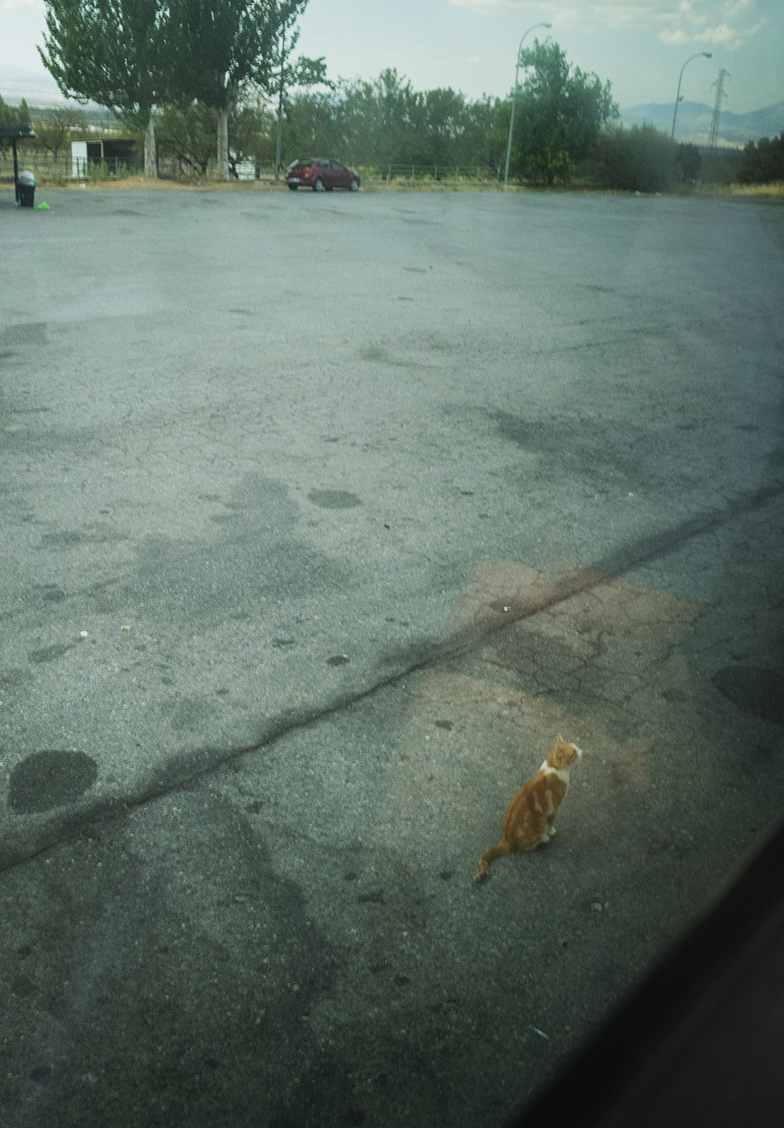 Cat waiting outside bus