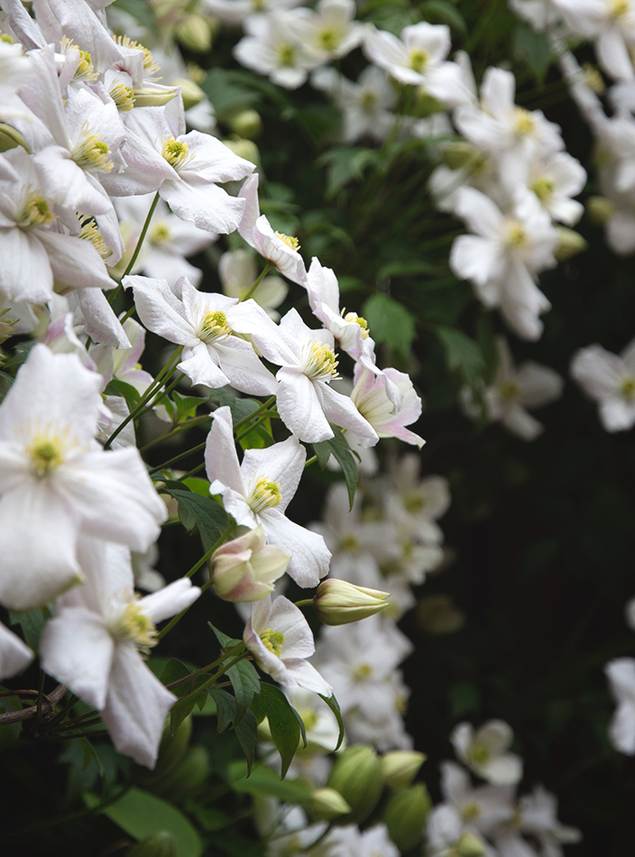 White clematis flowers