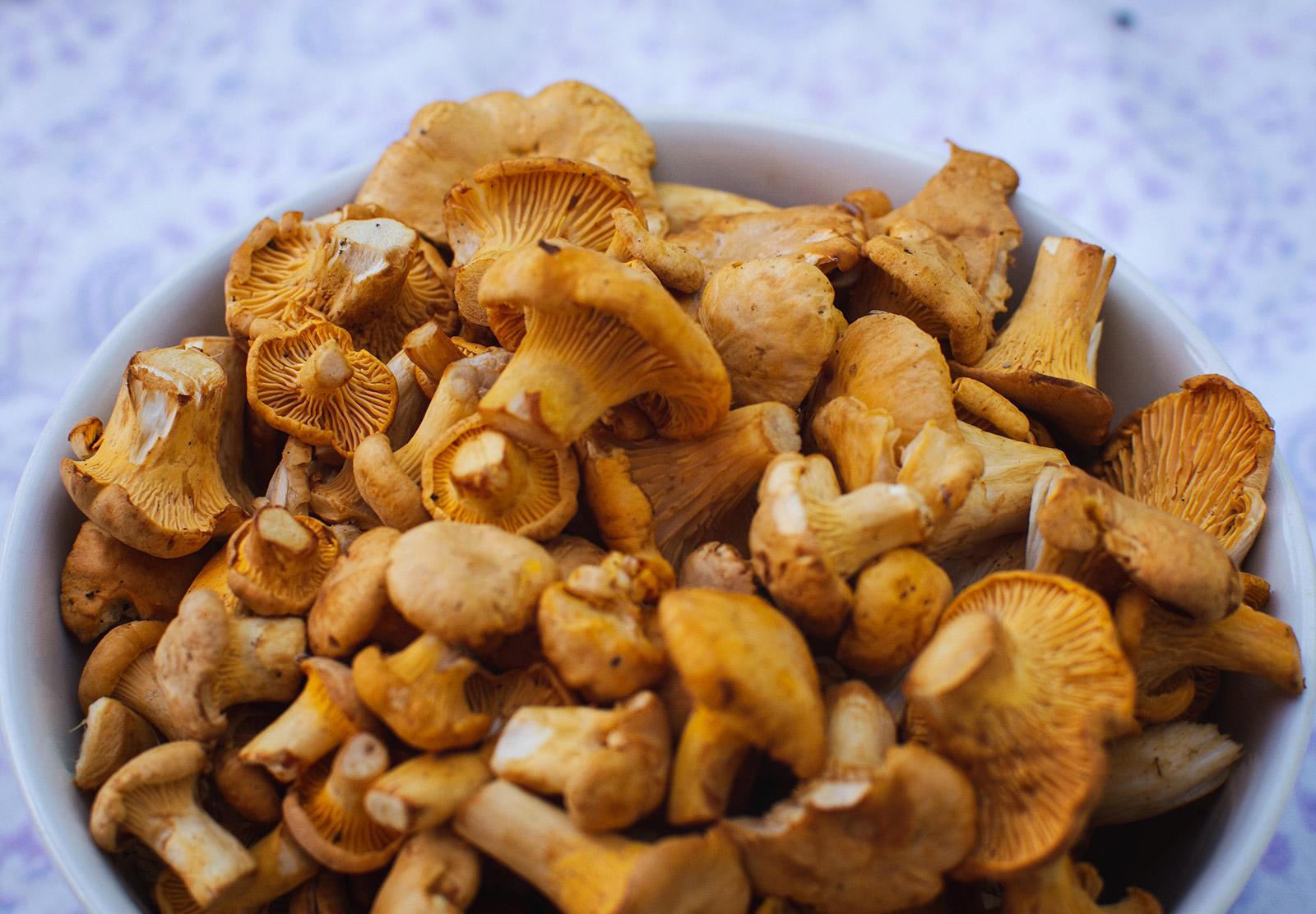 Bowl of Chanterelle mushrooms