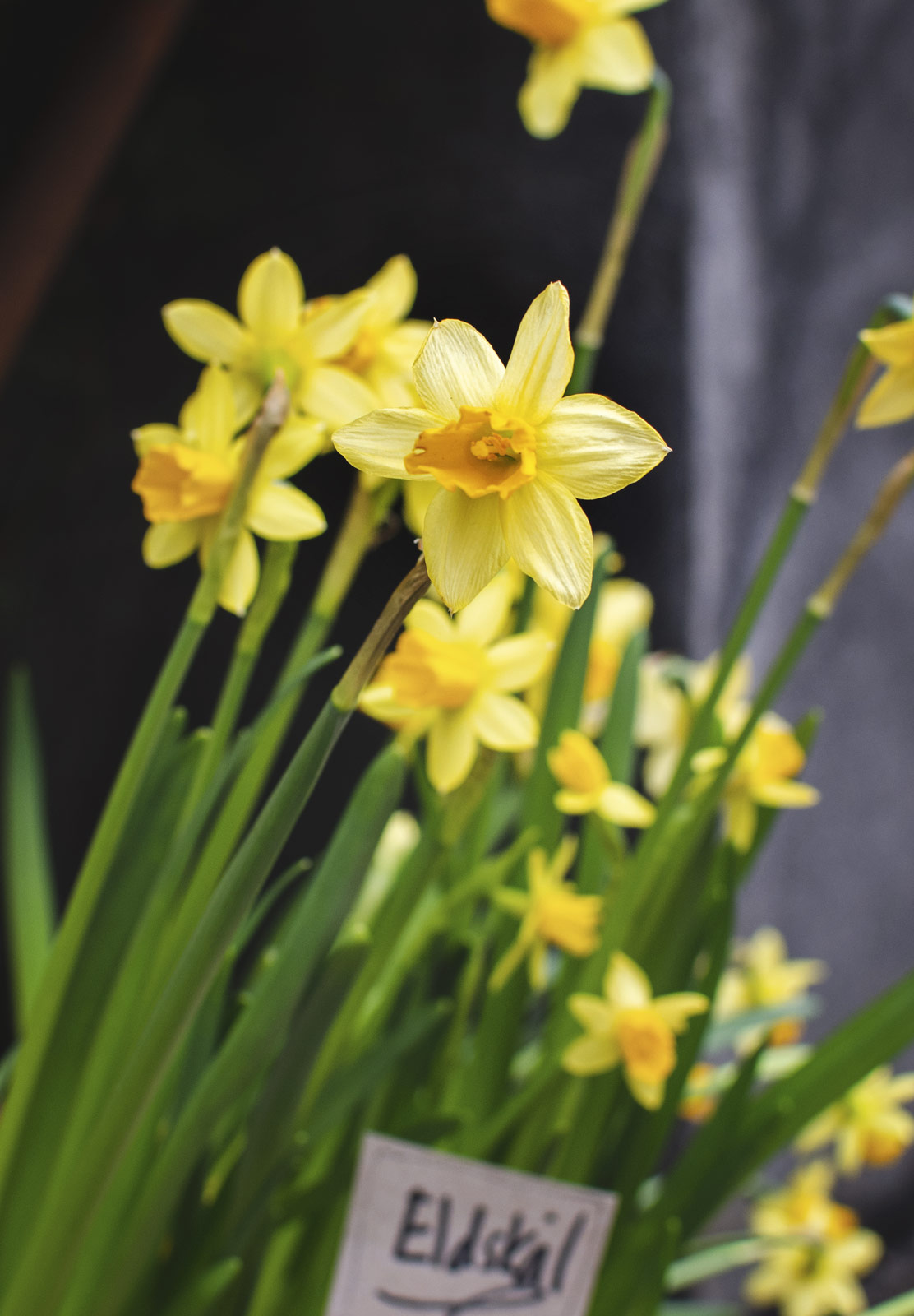 Yellow daffodil heads