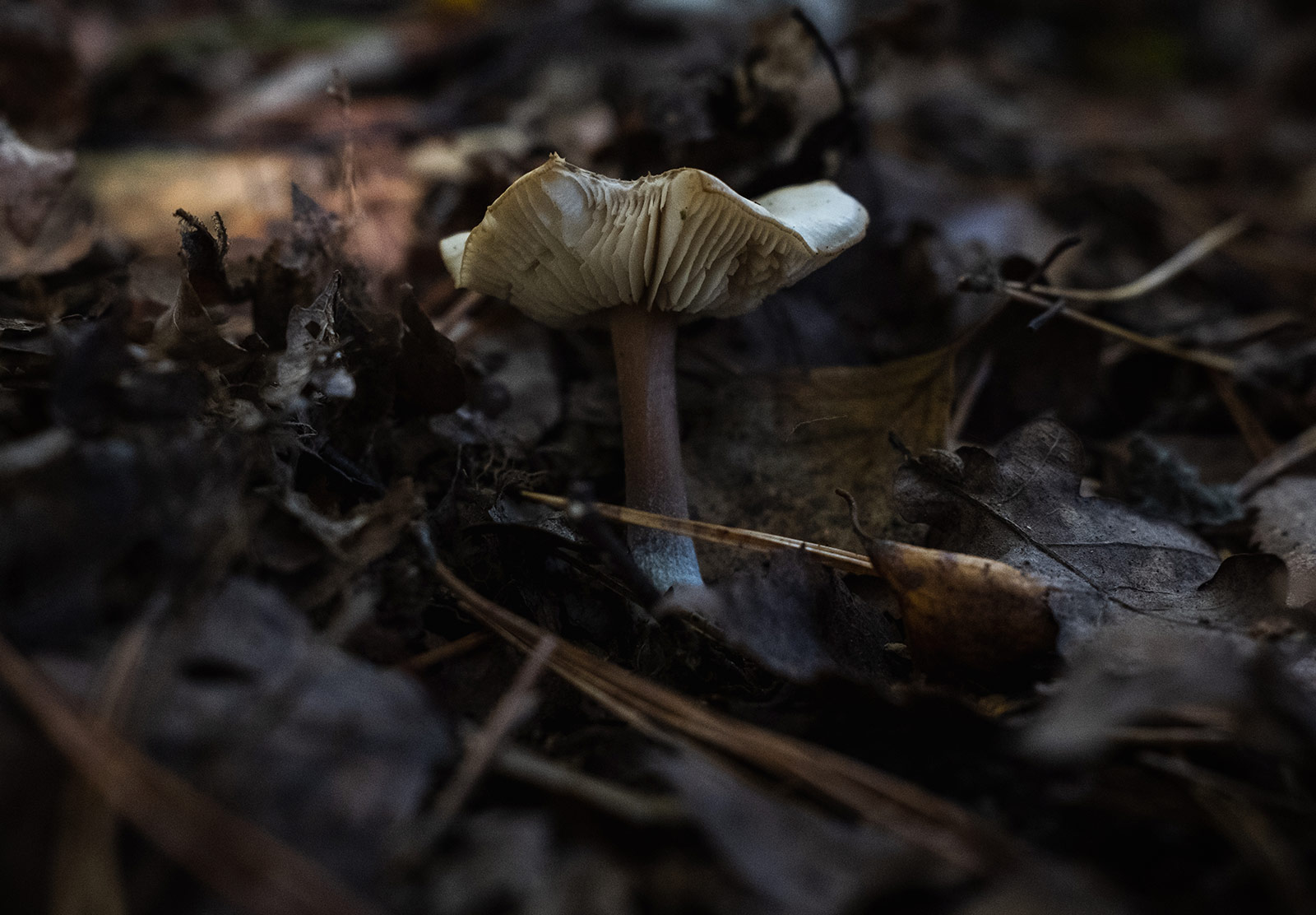 Mushroom in dark forest