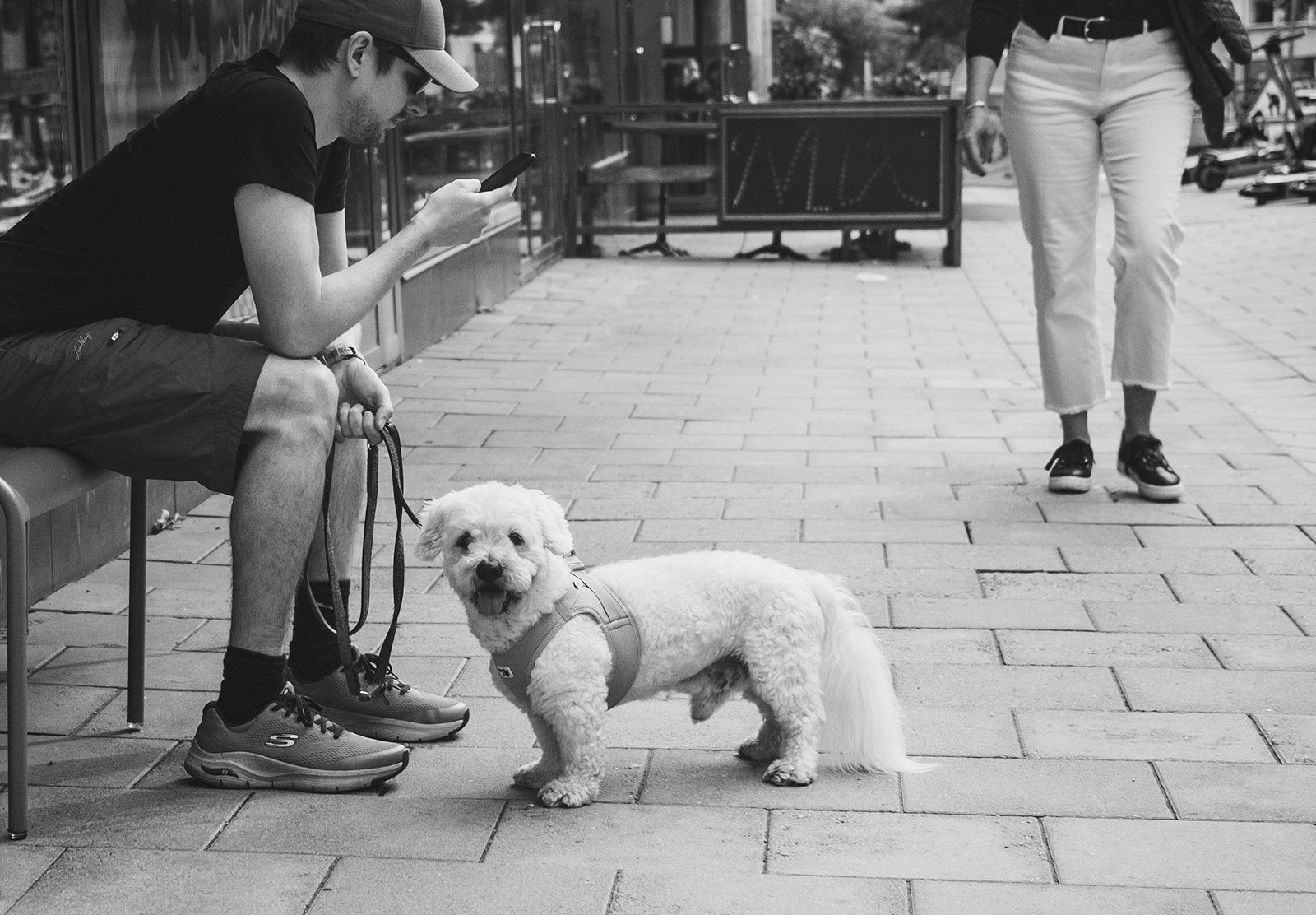 Fluffy dog stood next to owner