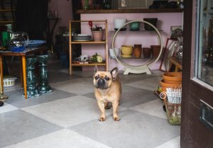 Dog in shop doorway