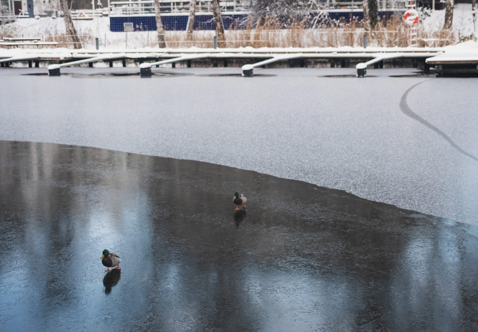 Ducks walking on frozen water