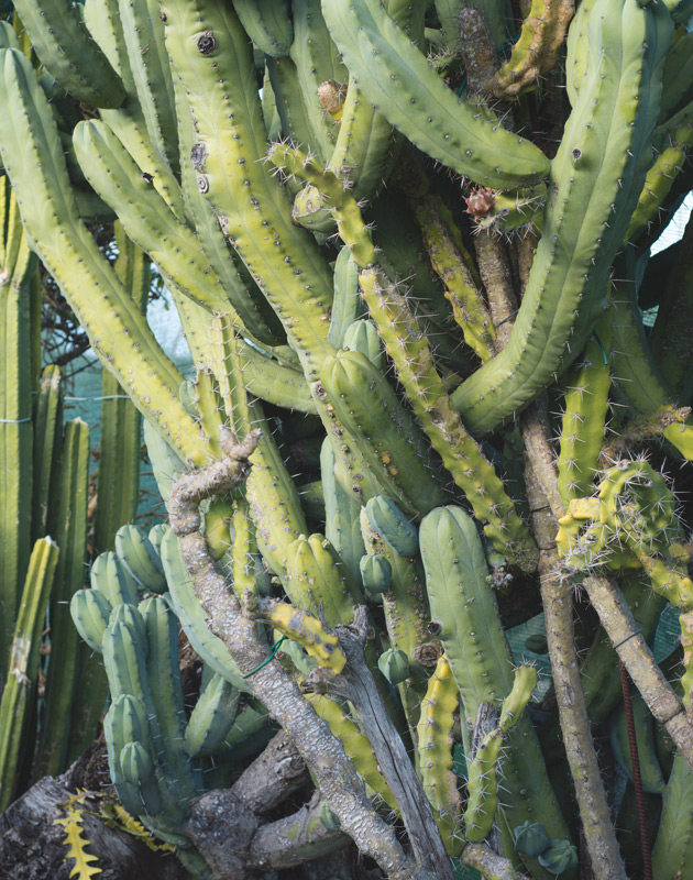Overlapping cactus