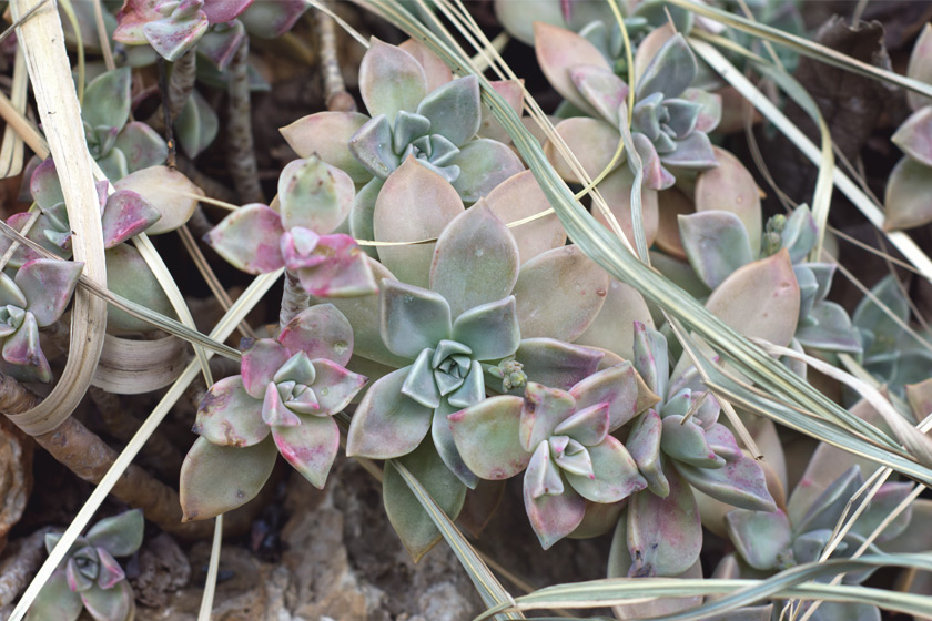 Pink and green succulents