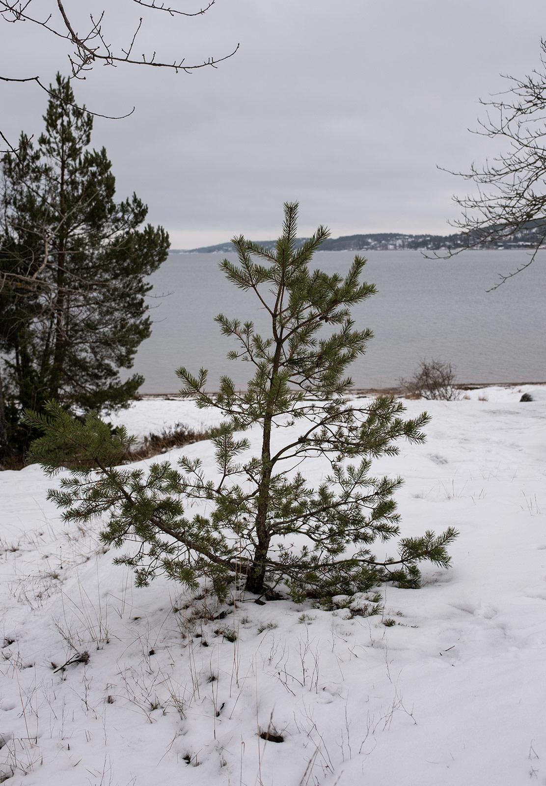 Spruce tree in the snow