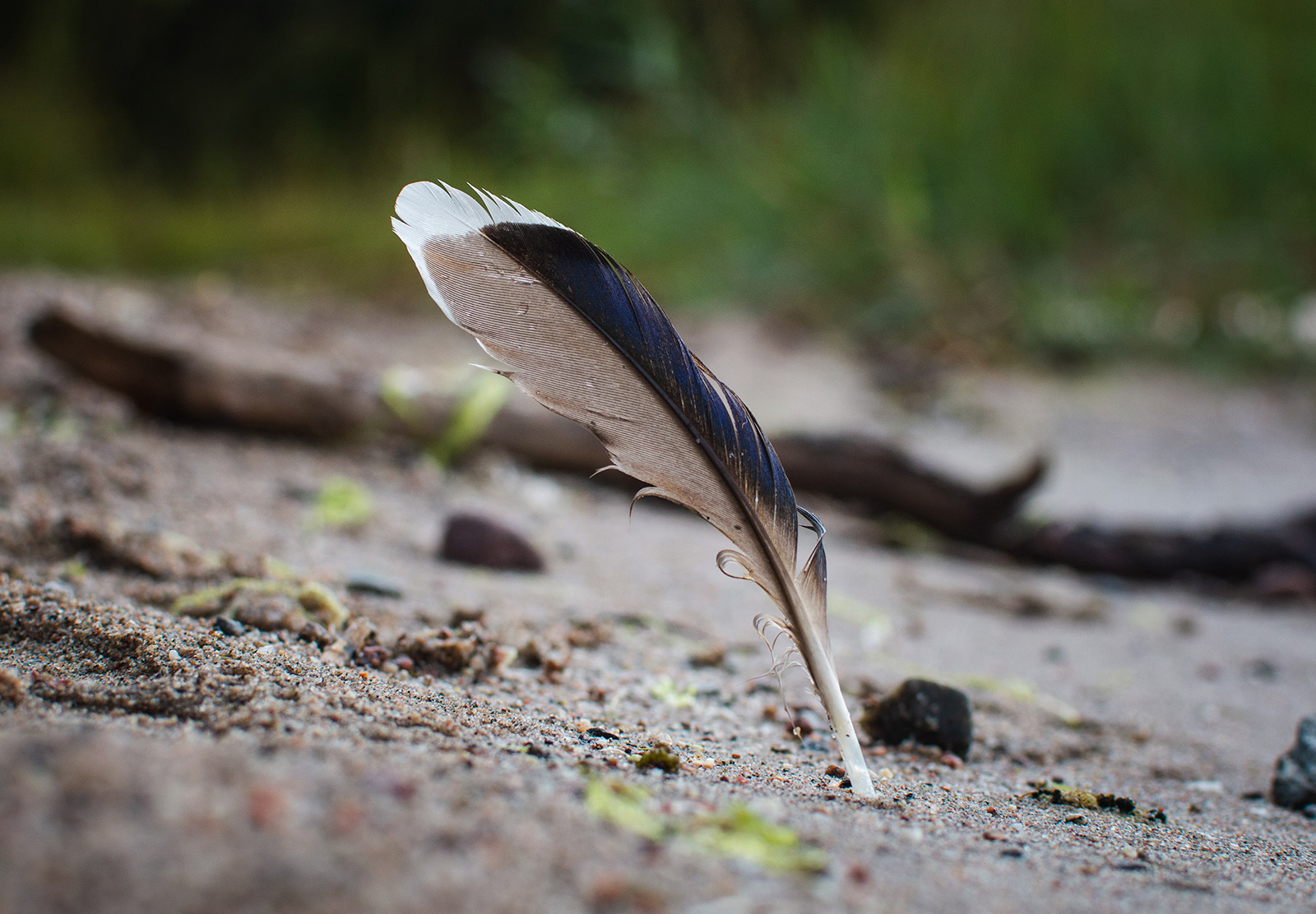 Duck feather in the sand