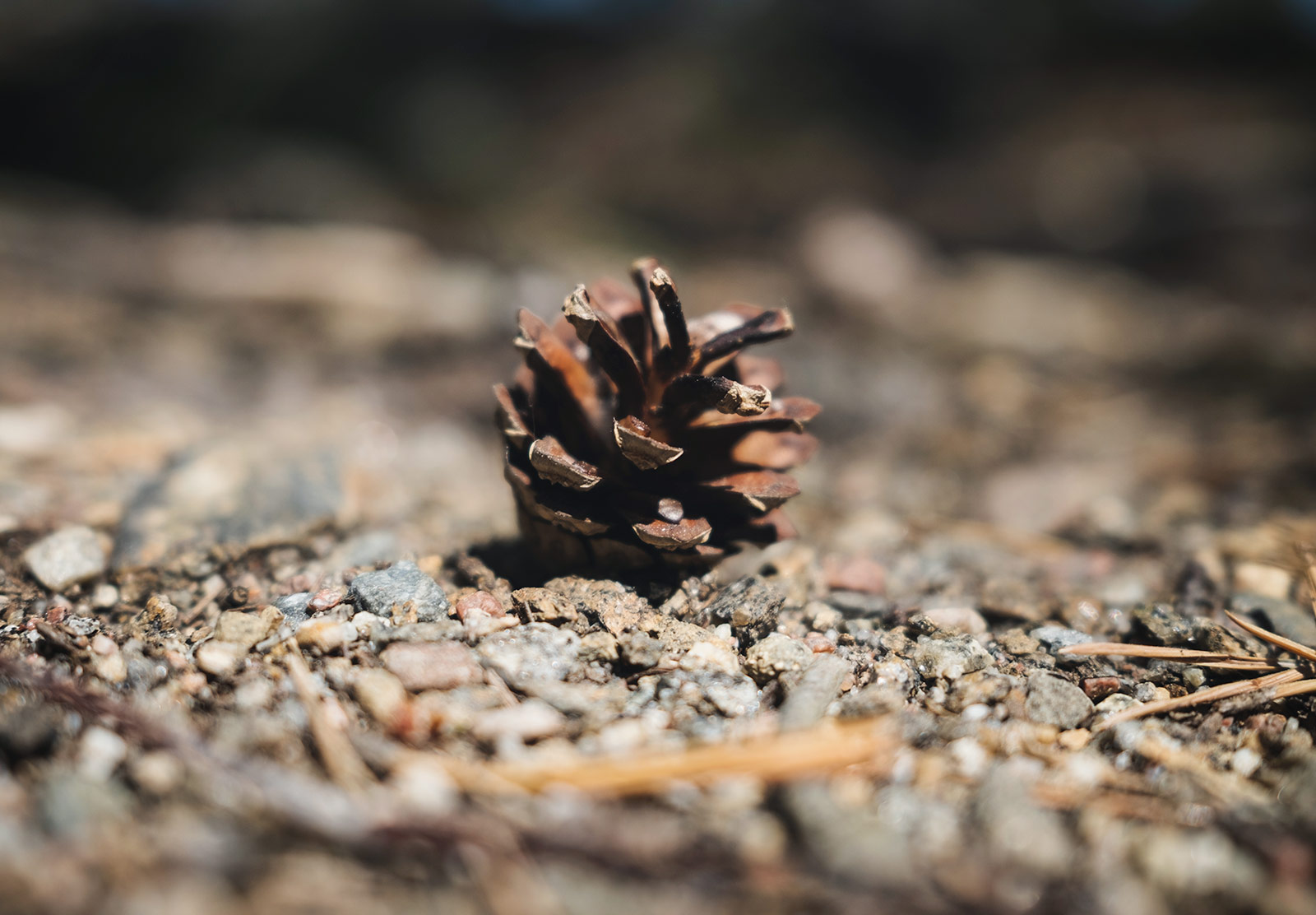 Pinecone on the sand