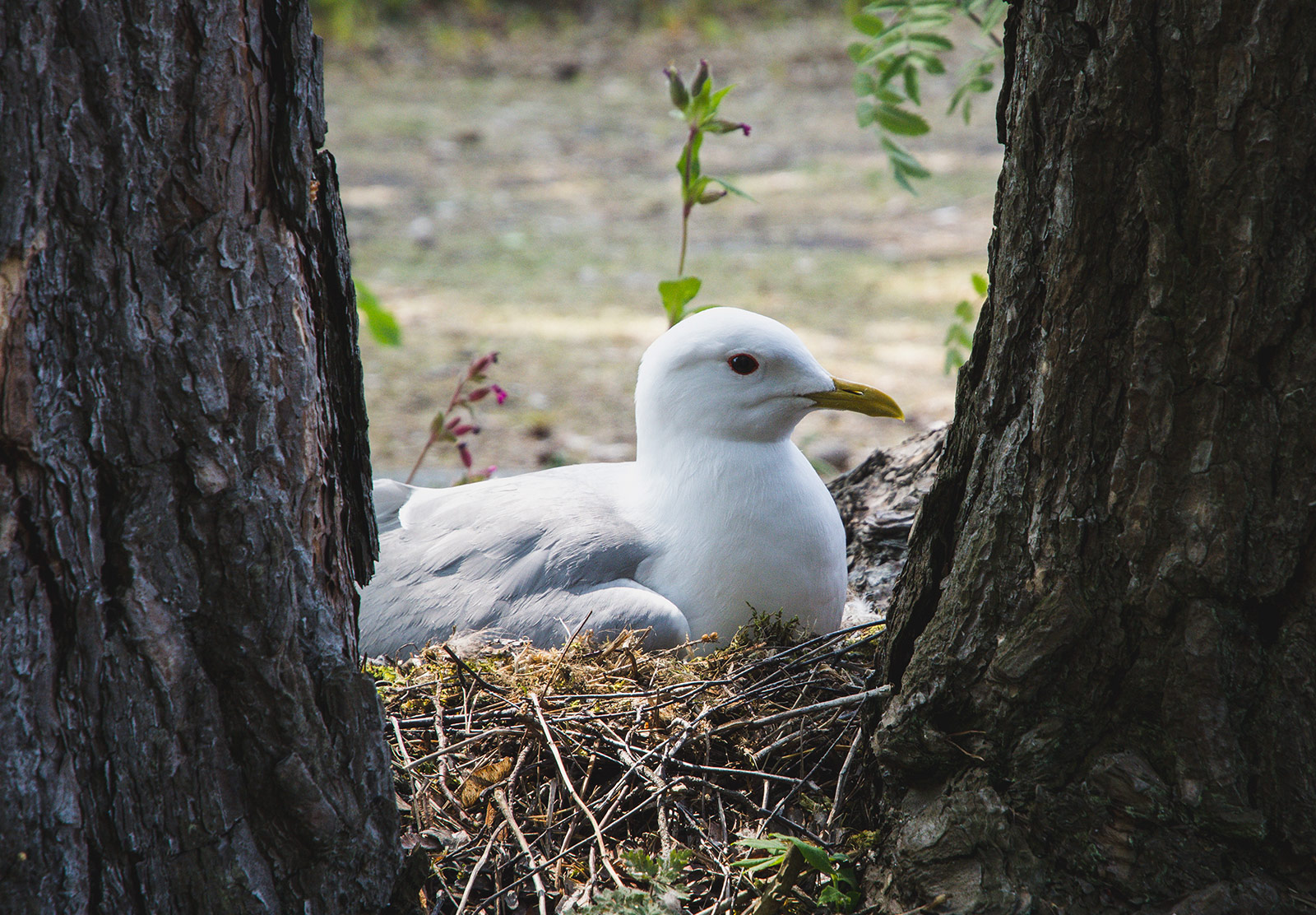 Seagull sitting on nest