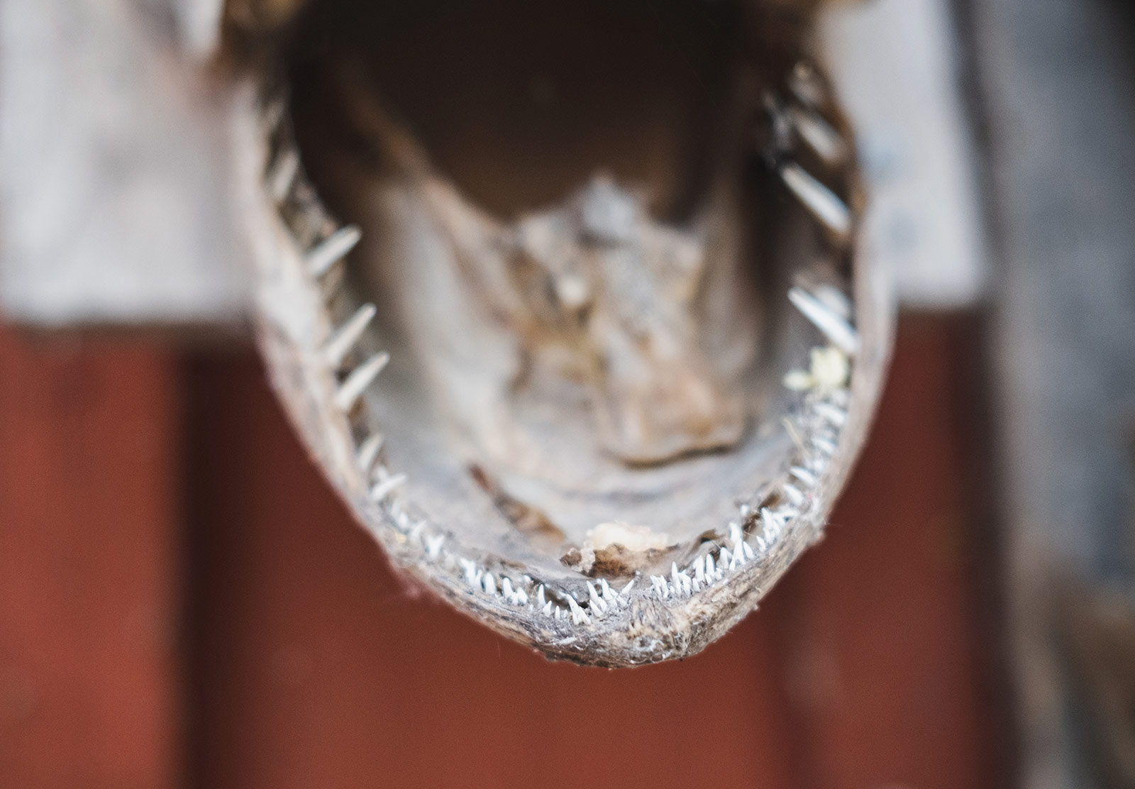 Closeup of teeth in dried fish jaw