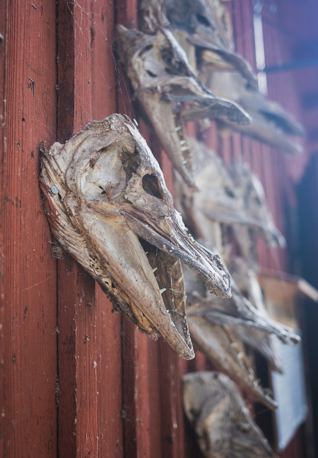 Catfish heads nailed to wooden wall