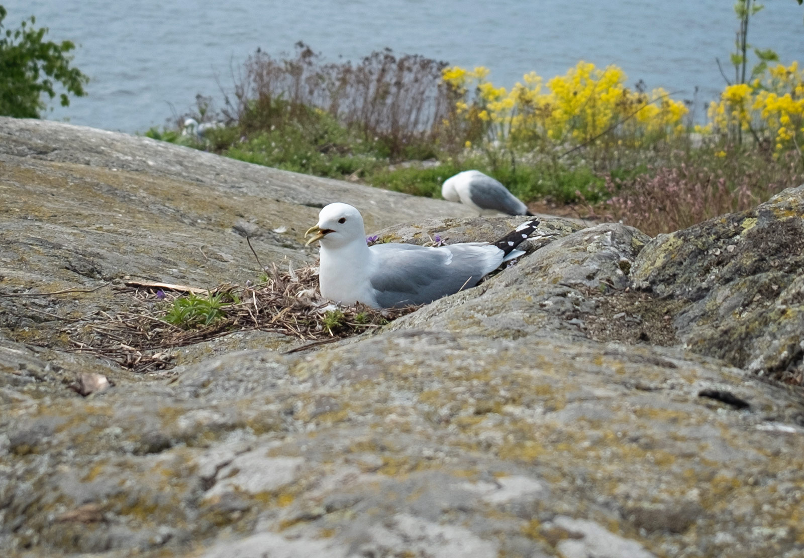 Seagull nesting on the rocks