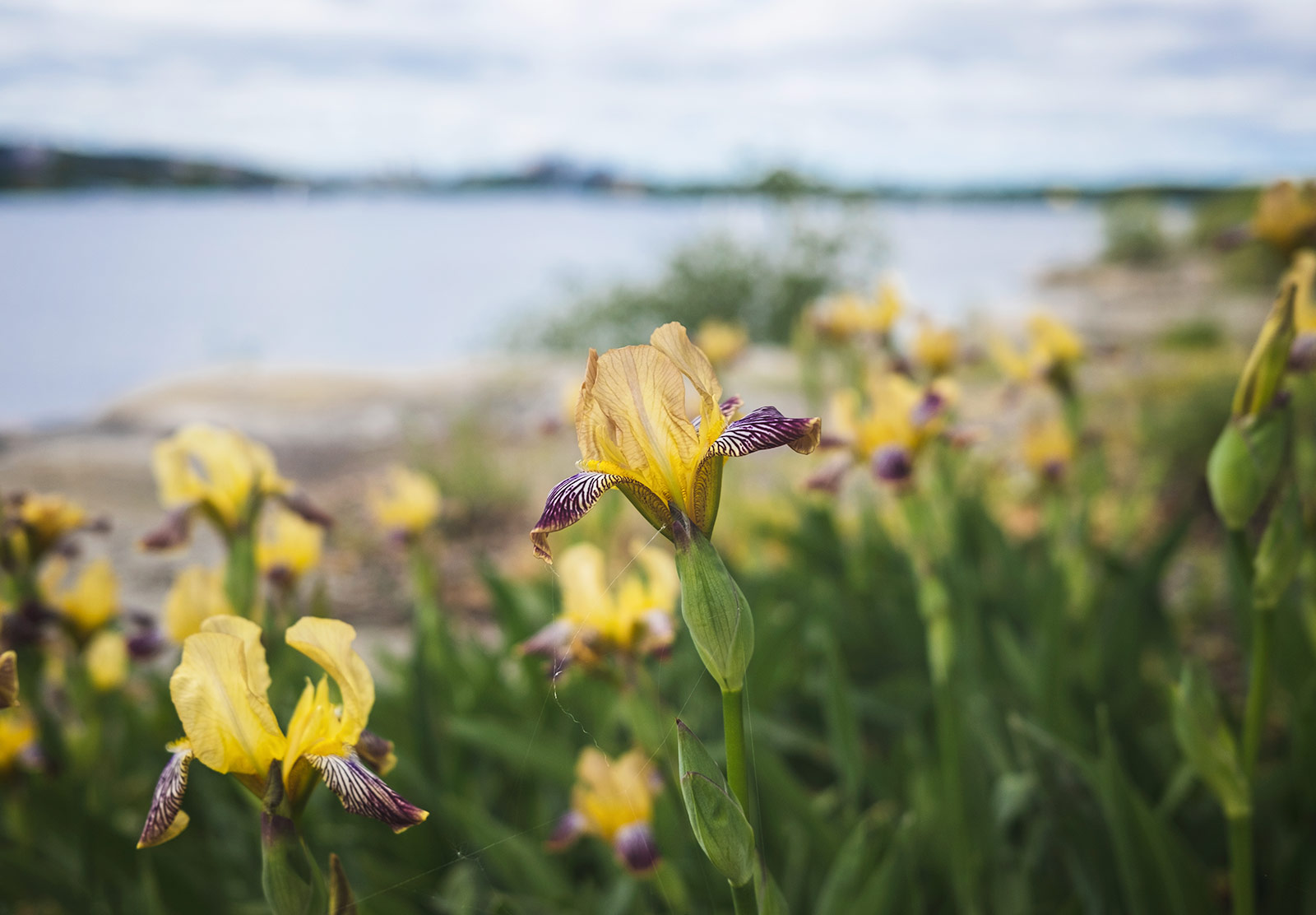 Orchids growing by the sea