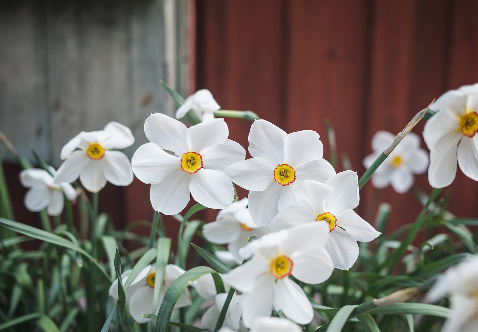 Daffodils against wooden wall