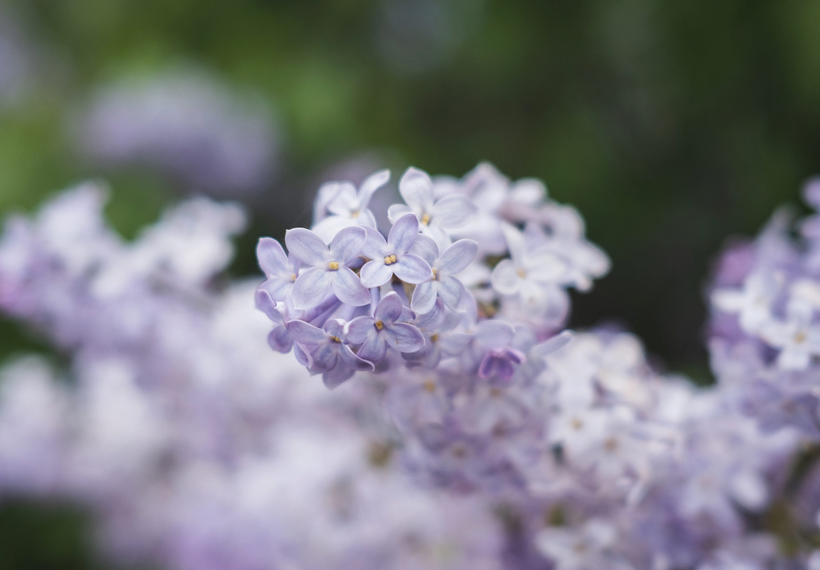 Closeup on lilac flowers