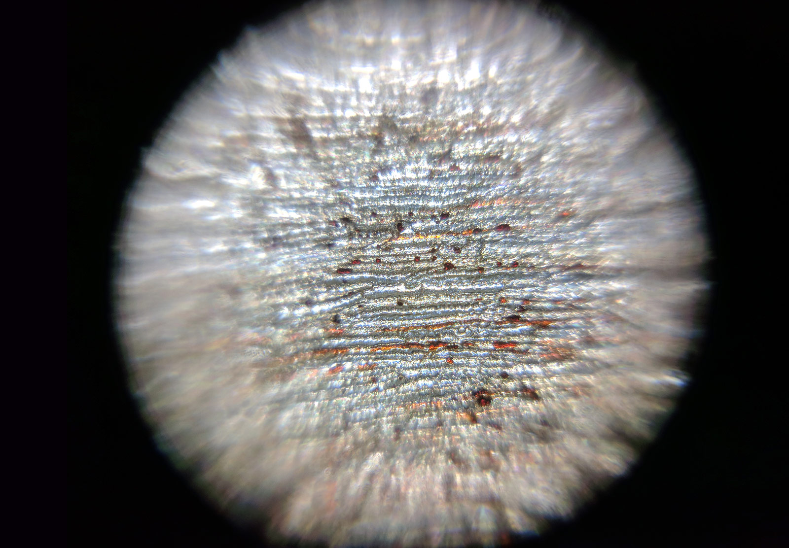Pinecone seed fibres under microscope
