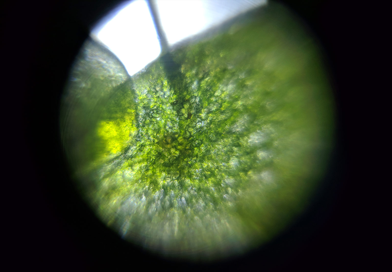 Green pond algae under microscope