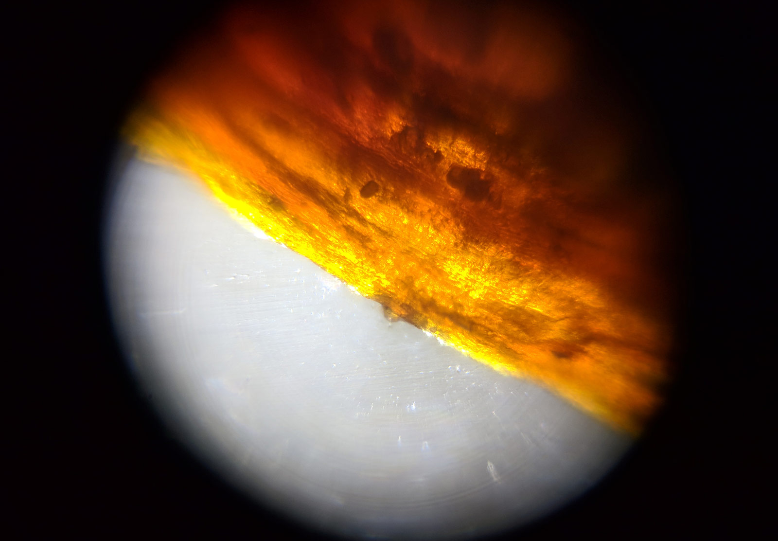 Saffron strand under microscope