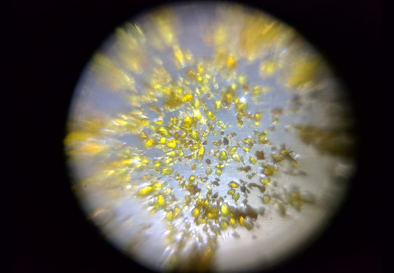 Turmeric powder under microscope