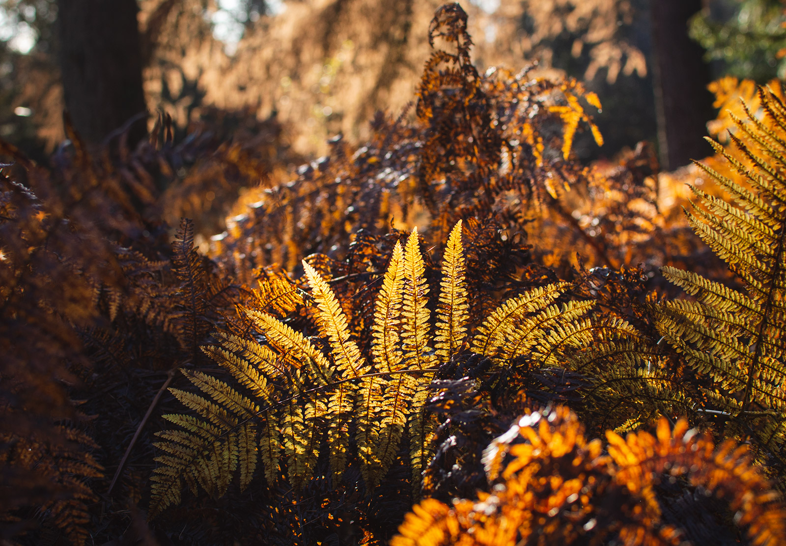 Orange and yellow ferns