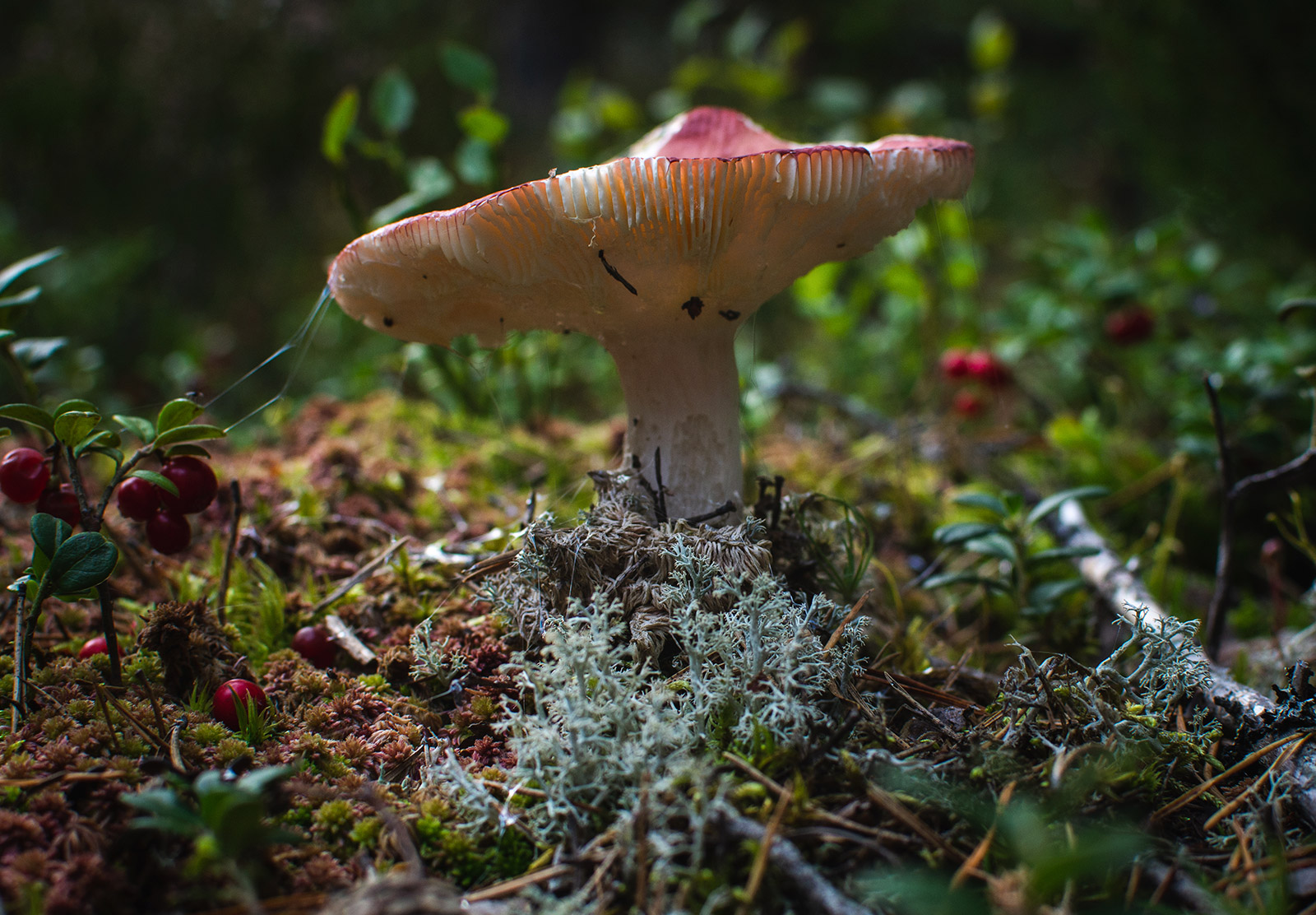 Yellow and red mushroom