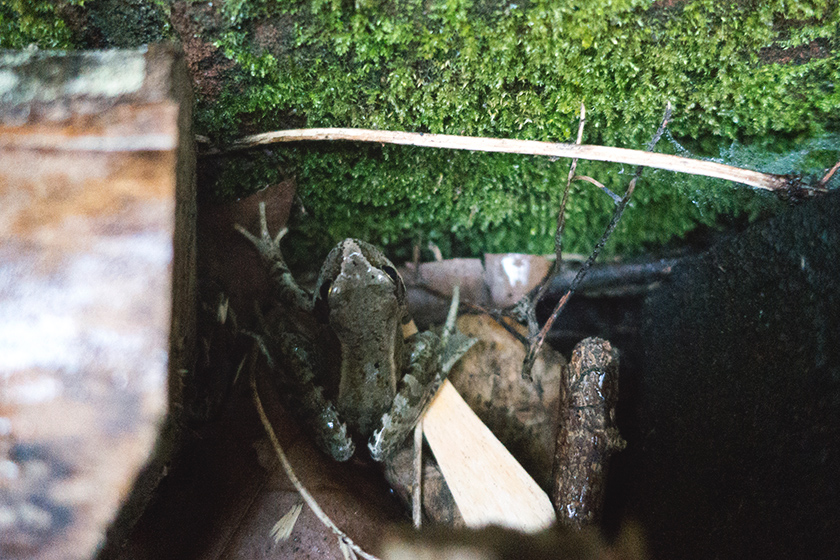 Frog hiding in log pile