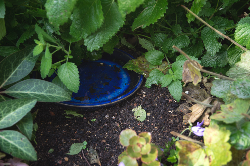 Water bowl in bushes