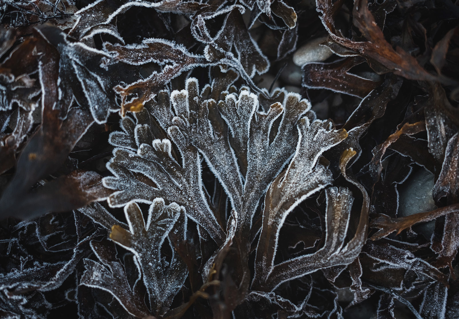 Ice on seaweed