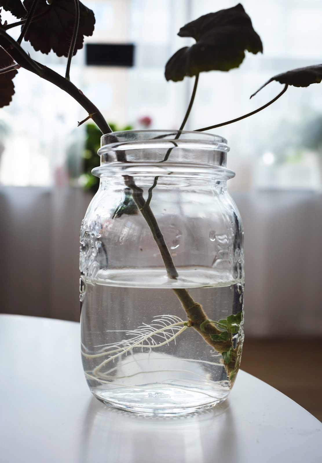 Roots growing in jar