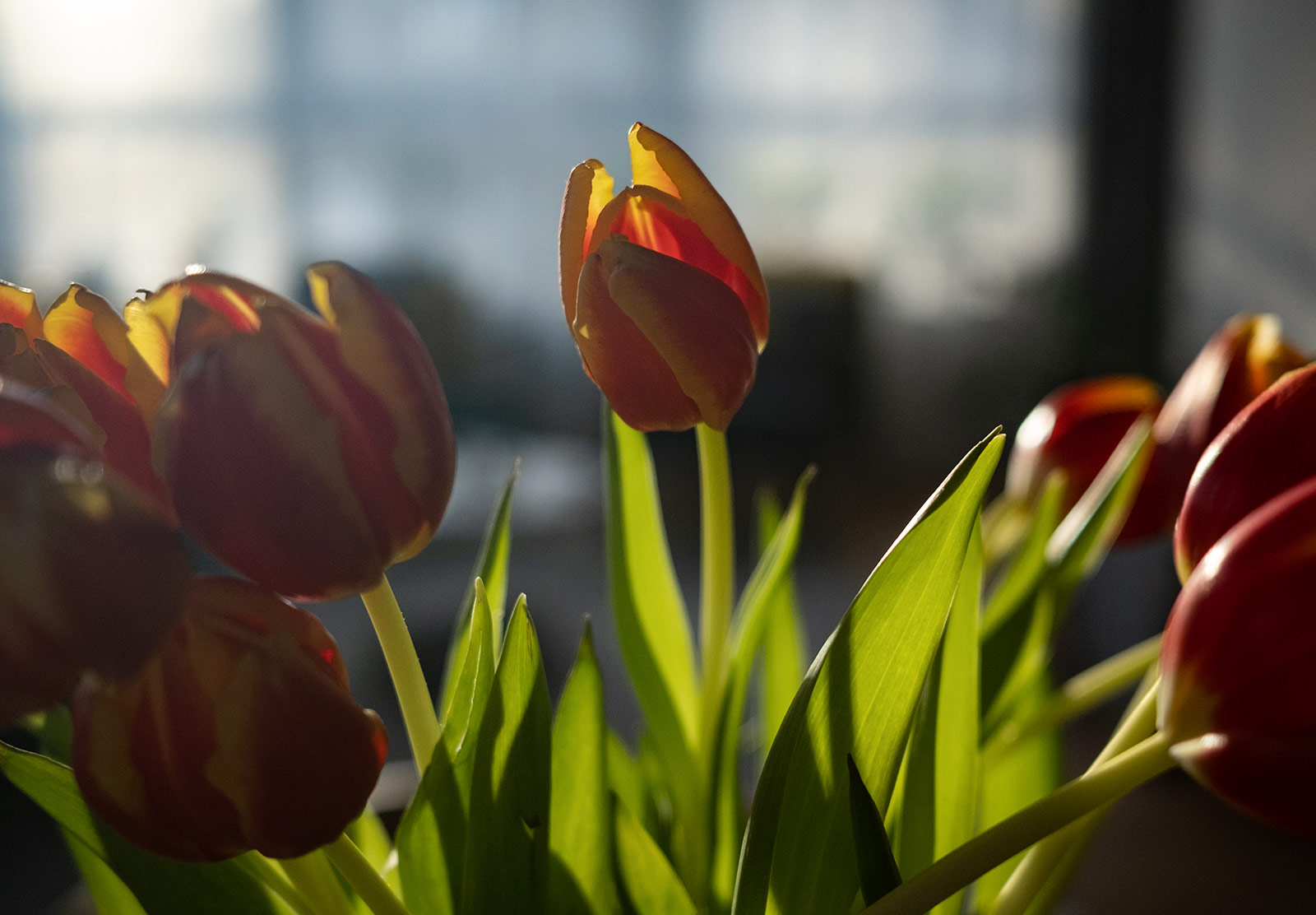 Tulips in the sun