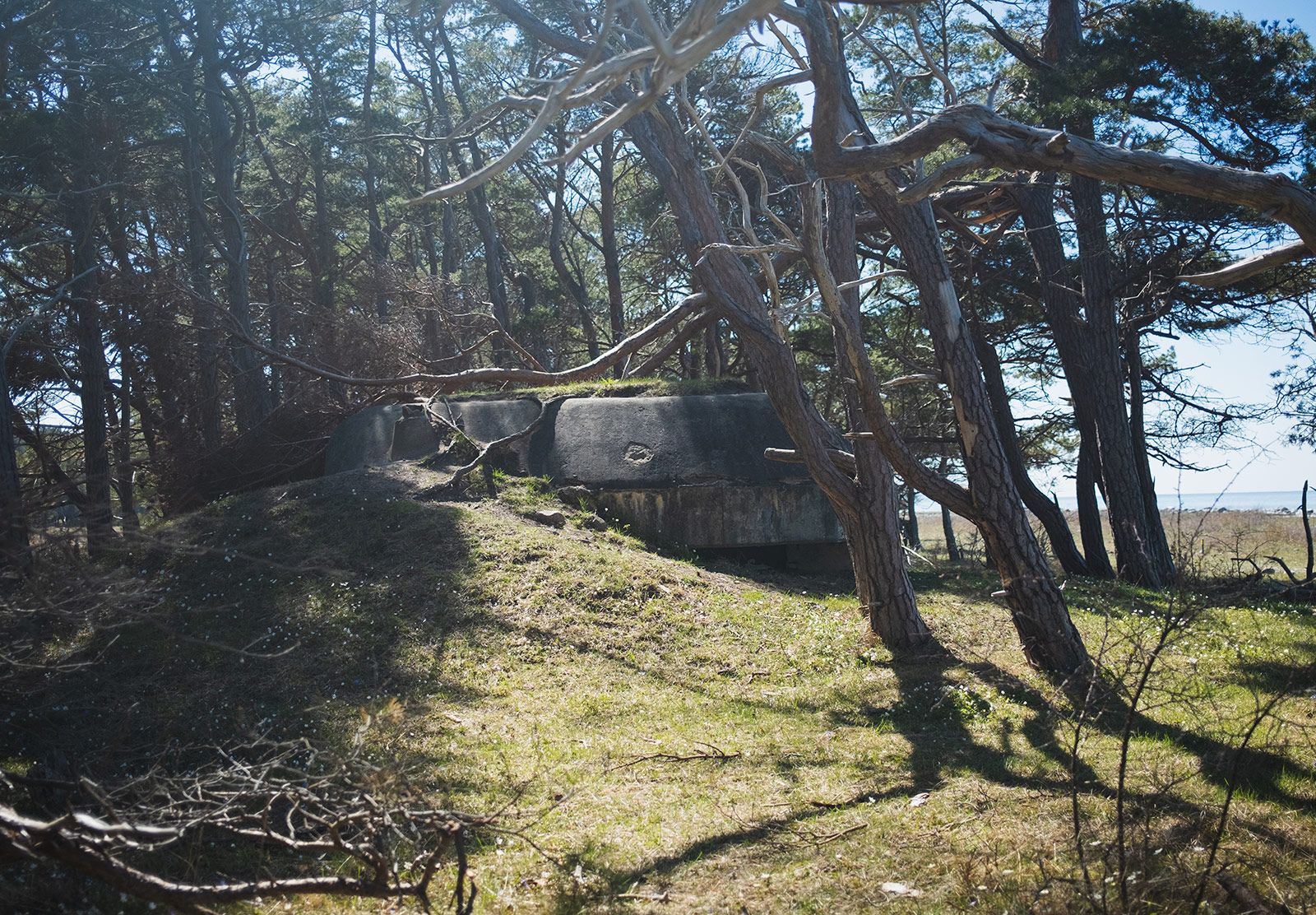 Old bunker behind trees