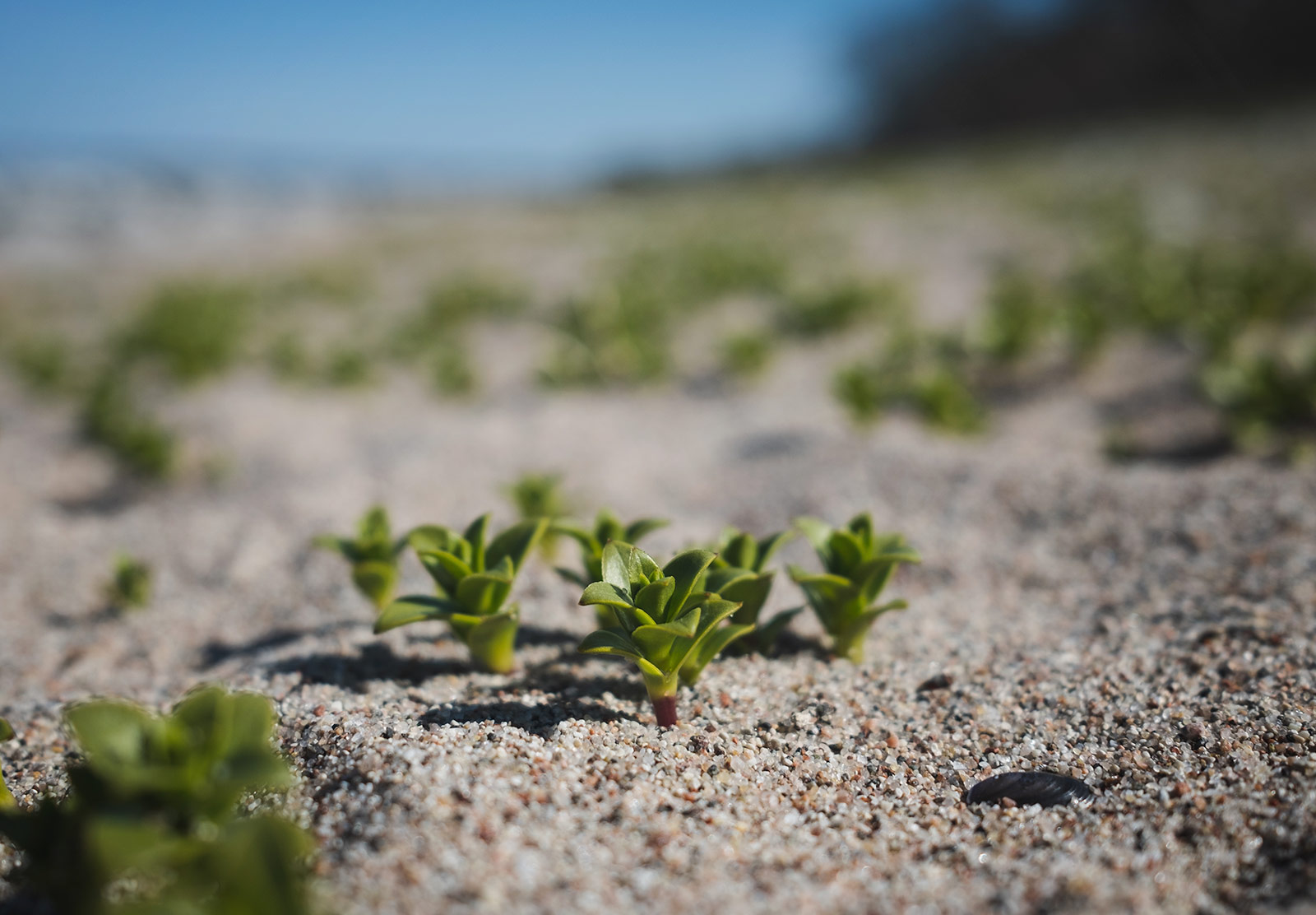 Small green leaves in sand