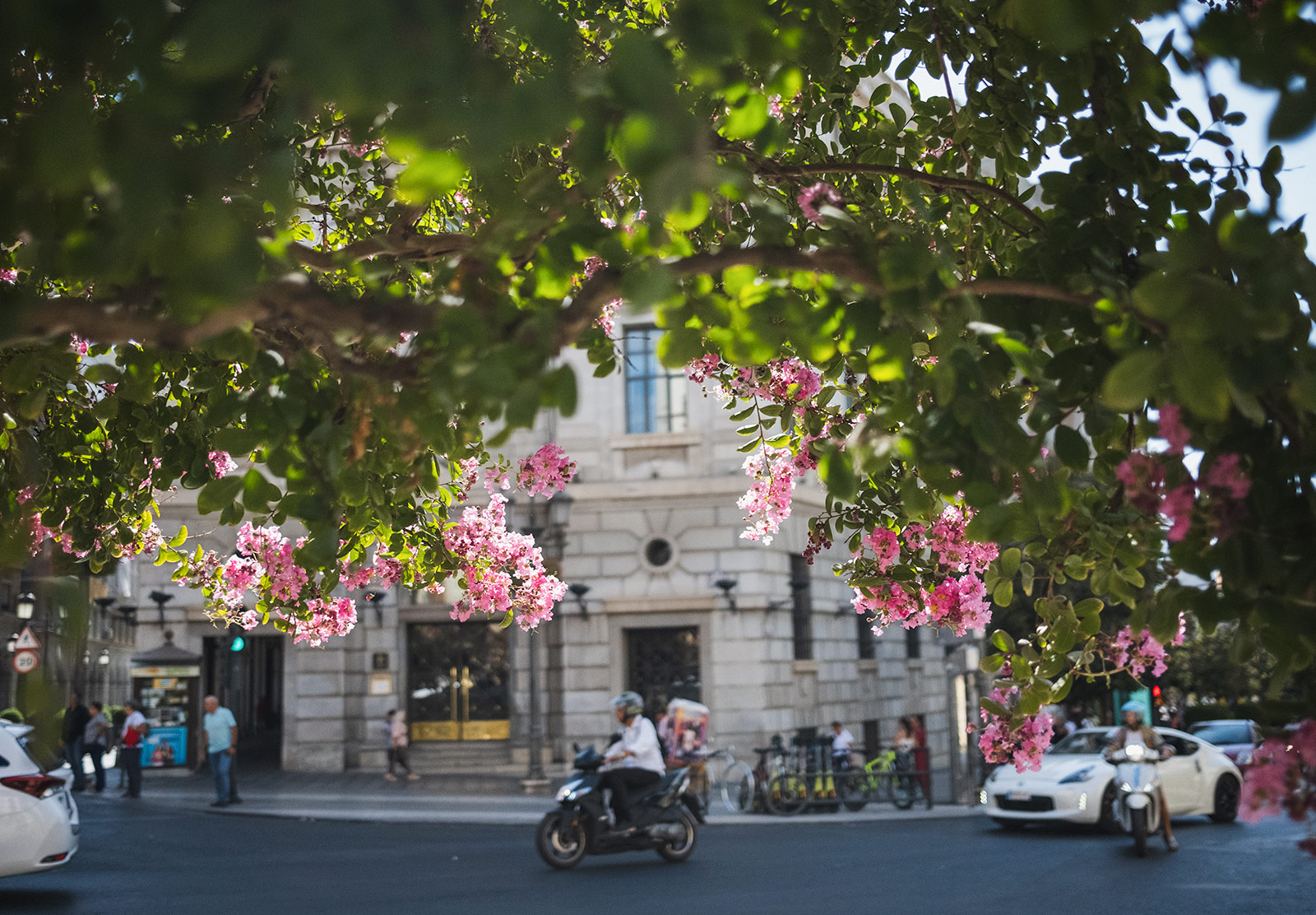 Man on moped framed by pink flowers