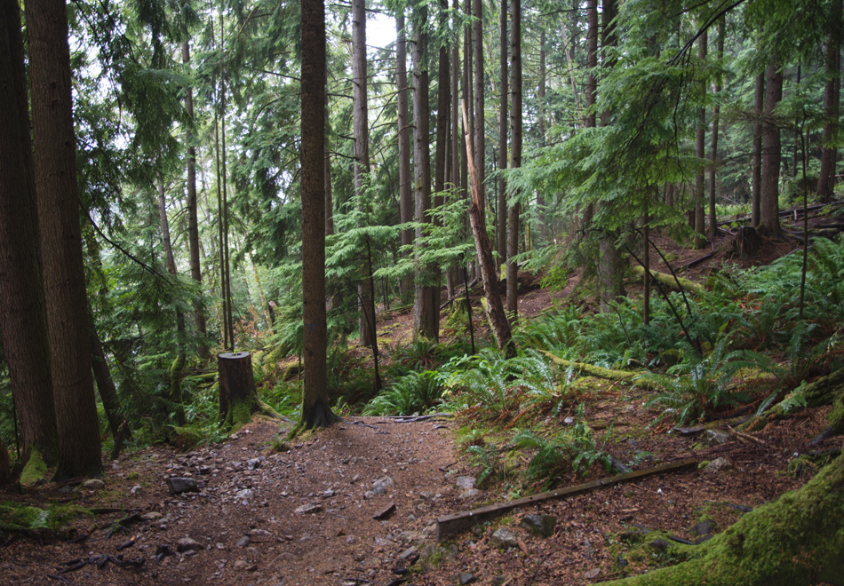 Dark, wooded trail
