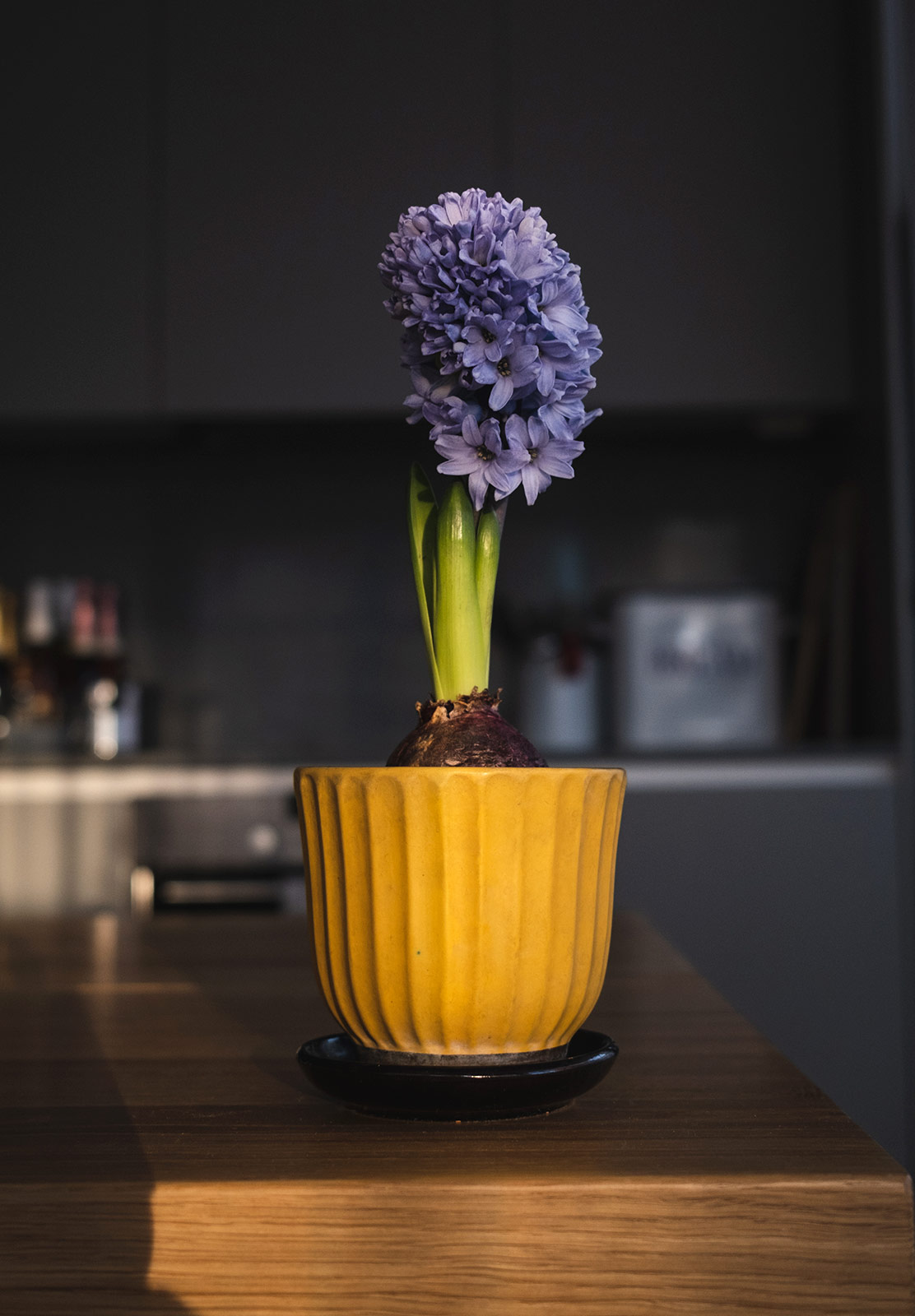 Hyacinth in yellow pot
