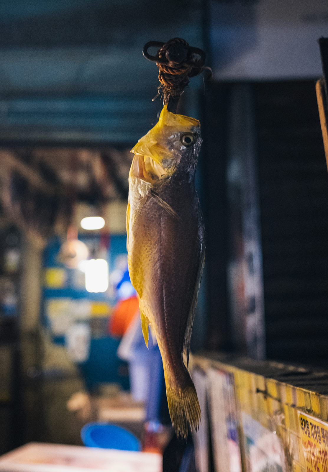 Fish hanging from stick