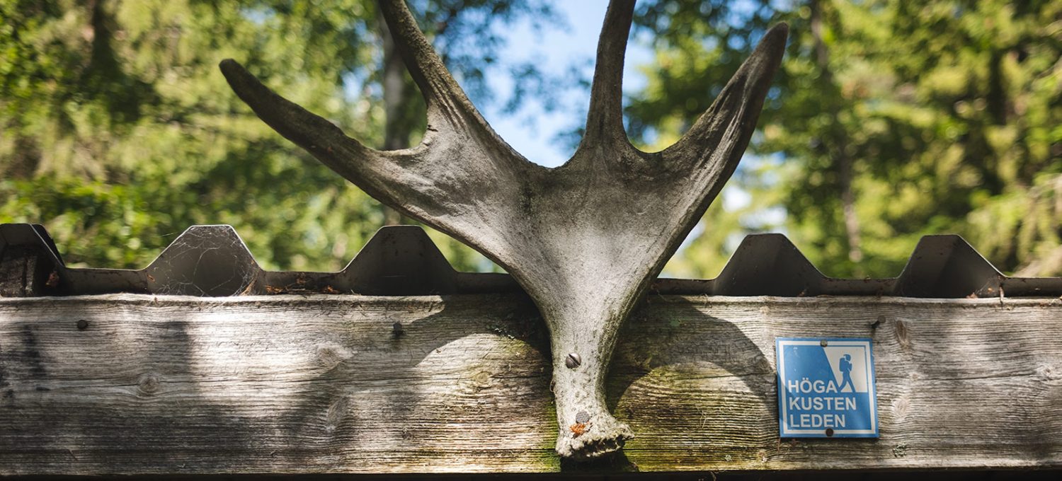 Antlers nailed to roof