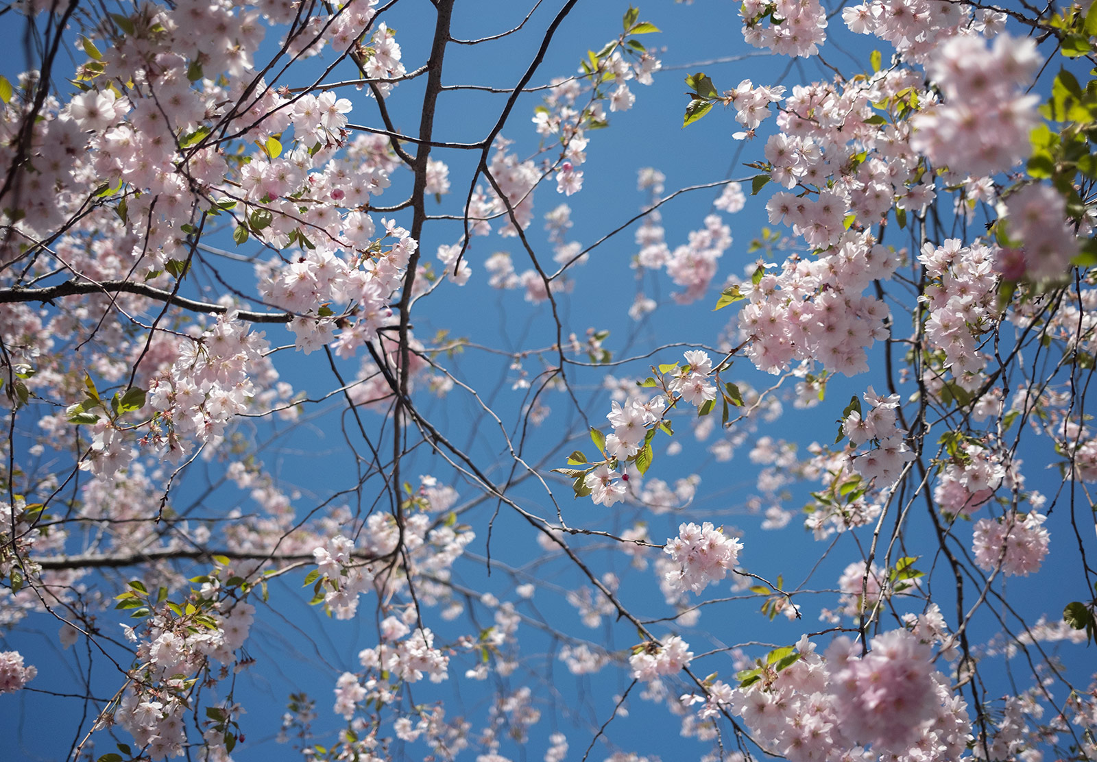 Looking up at cherry blossom branches