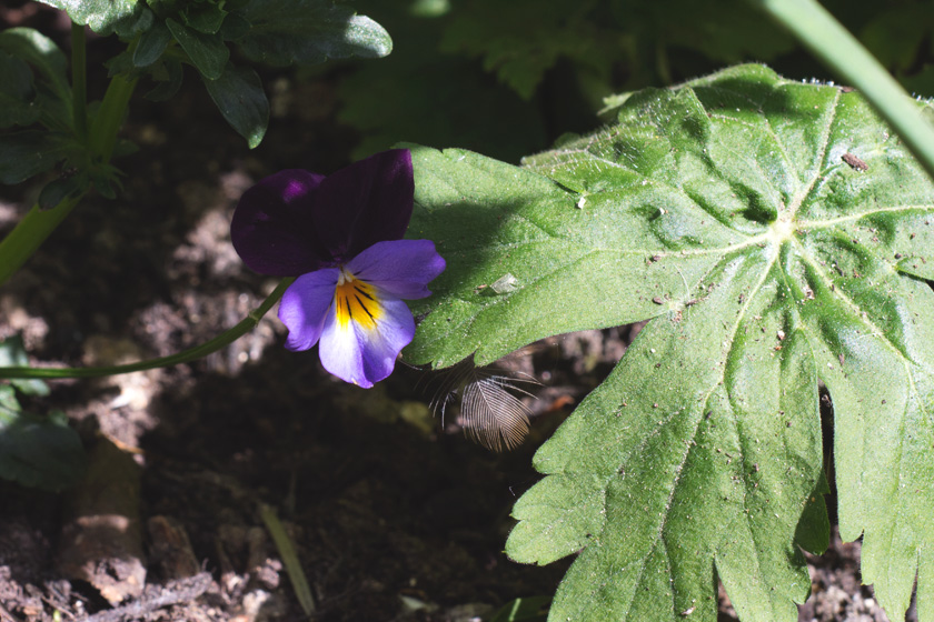 Heartsease flower and feather