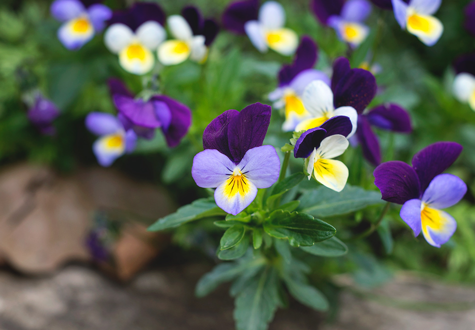 Purple heartsease flowers