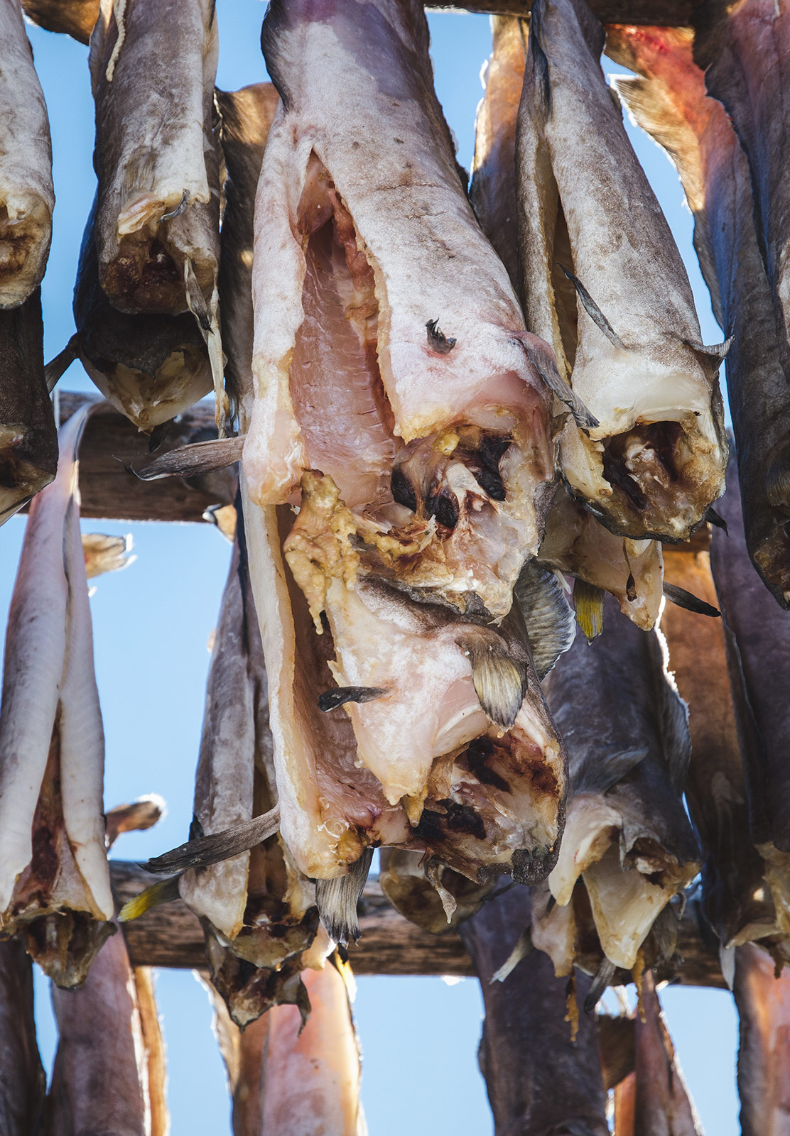 Drying cod meat