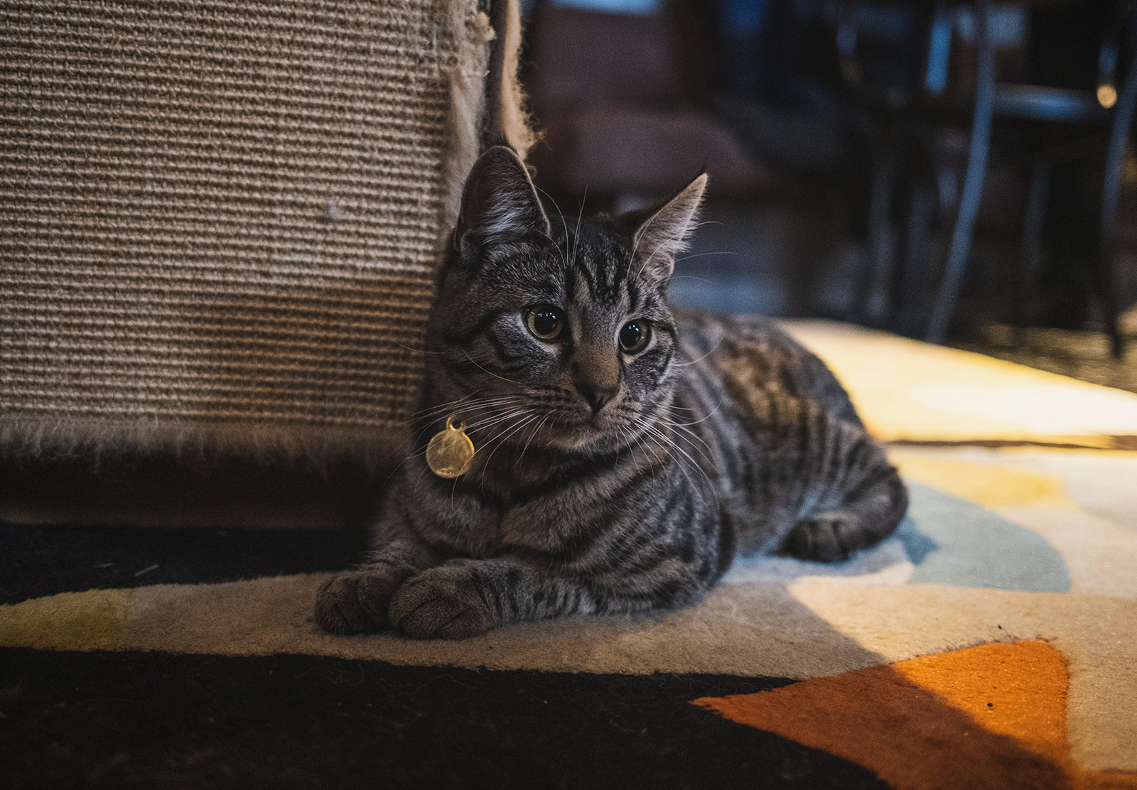 Cat sitting on carpet