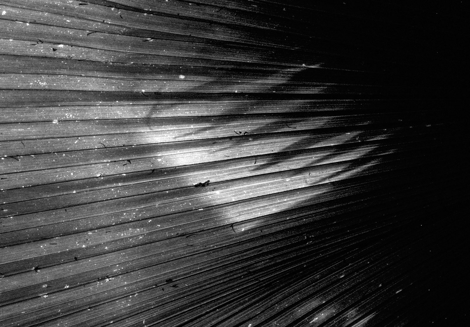 Silhouette on palm leaf