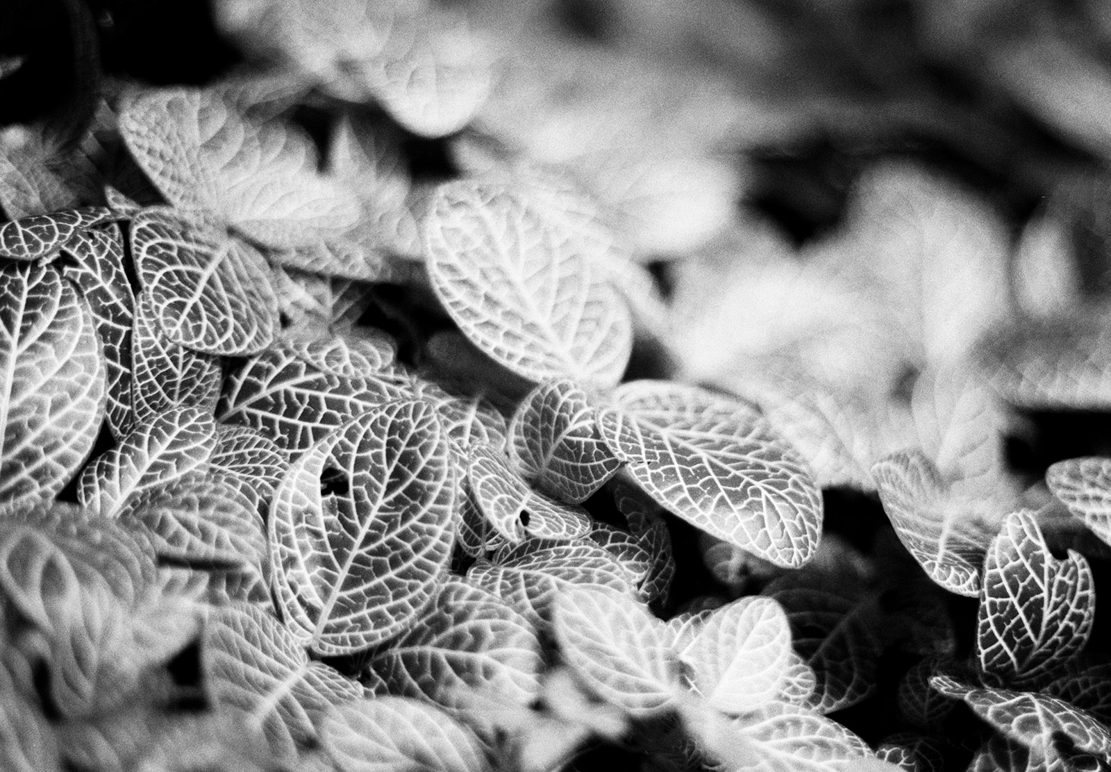 Closeup of variegated leaves