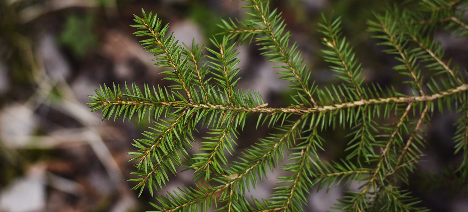 Green spruce